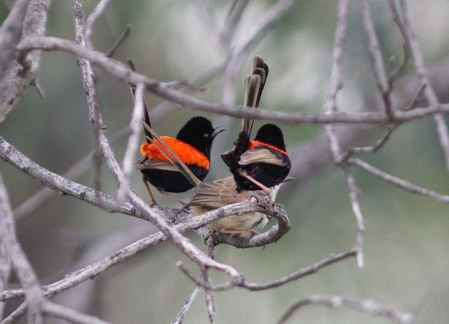 Males performing apparent "puff-back display" with female. - Red-backed Fairywren - 