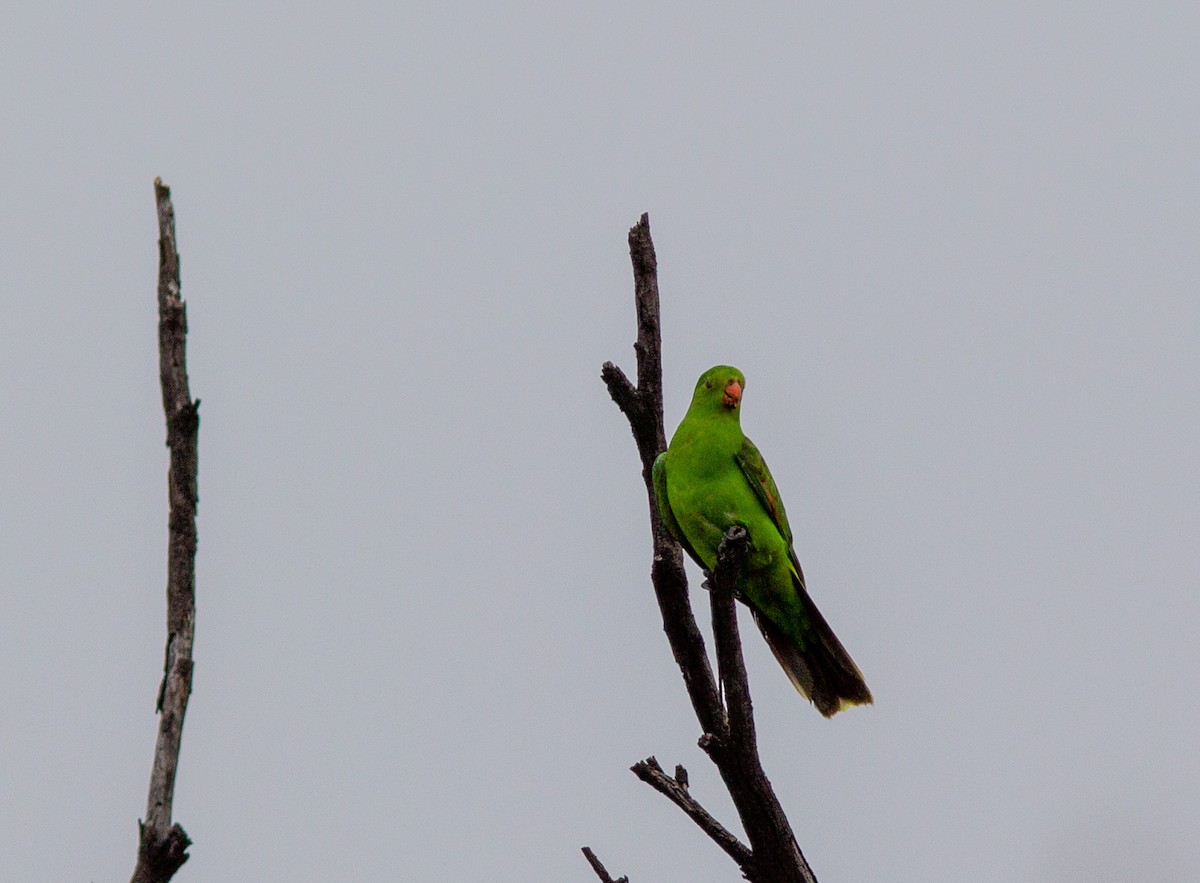Red-winged Parrot - ML463650131
