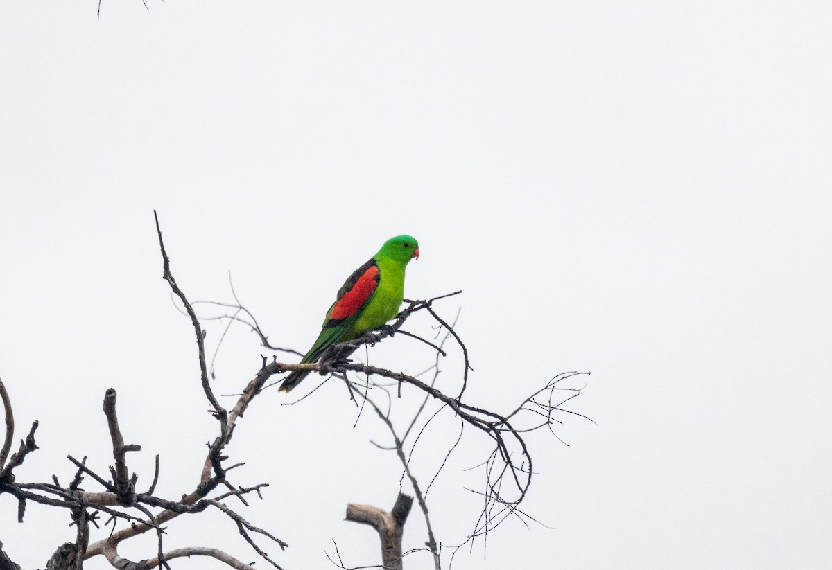 Red-winged Parrot - Richard and Margaret Alcorn