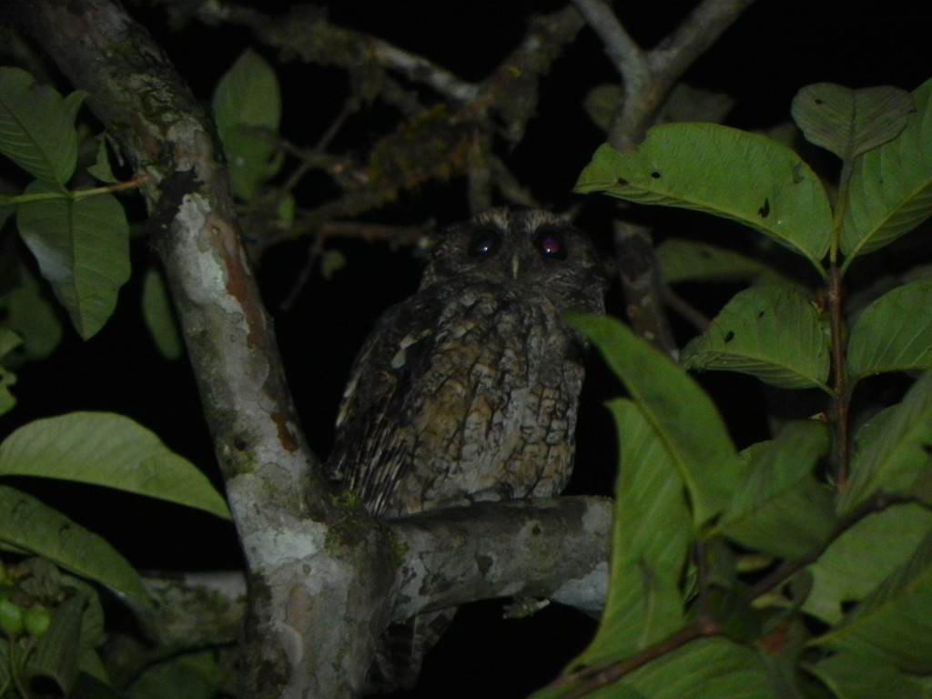 Black-capped Screech-Owl - ML46365071