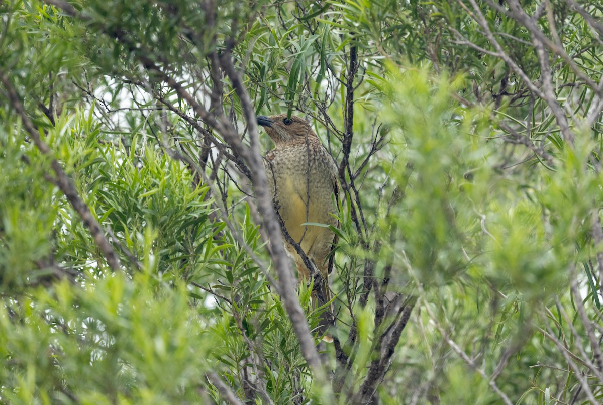 Spotted Bowerbird - ML463650881