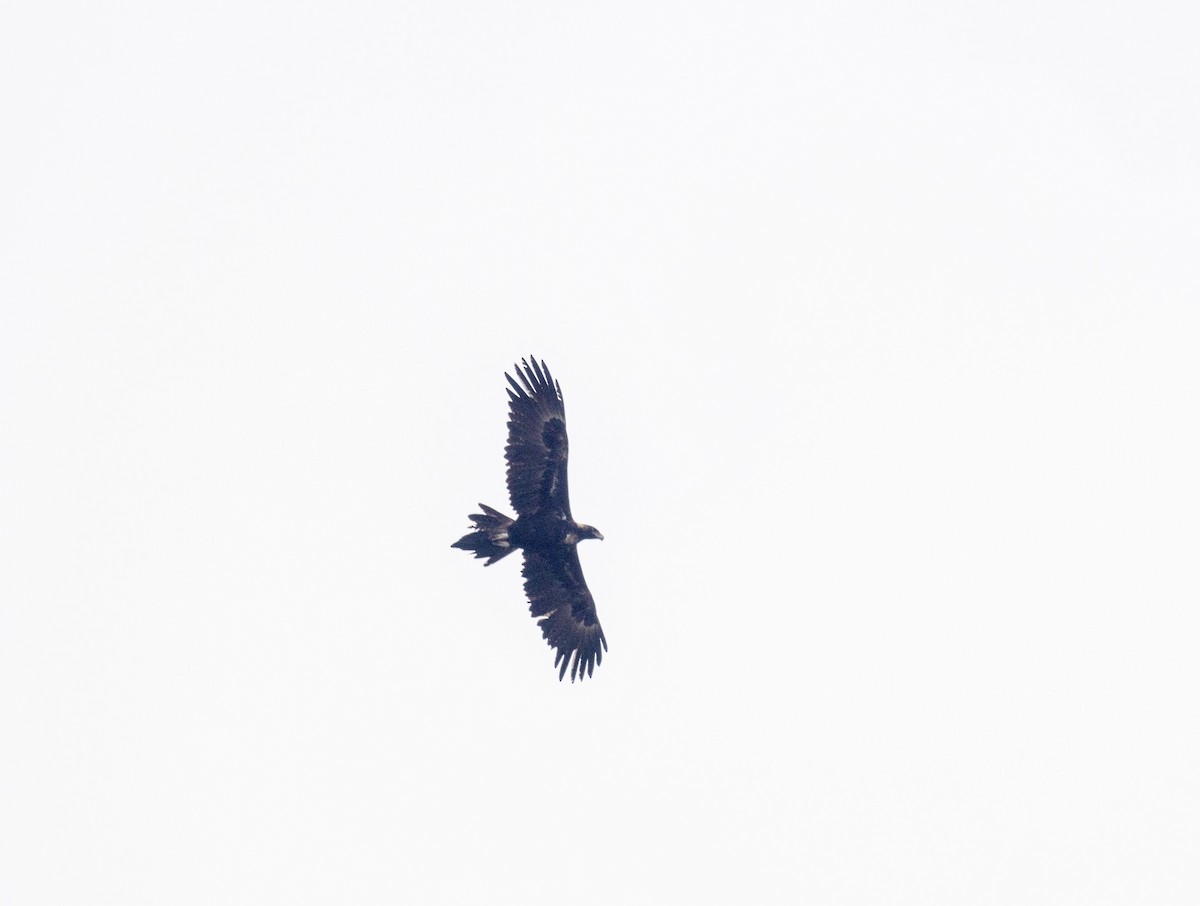 Wedge-tailed Eagle - Richard and Margaret Alcorn
