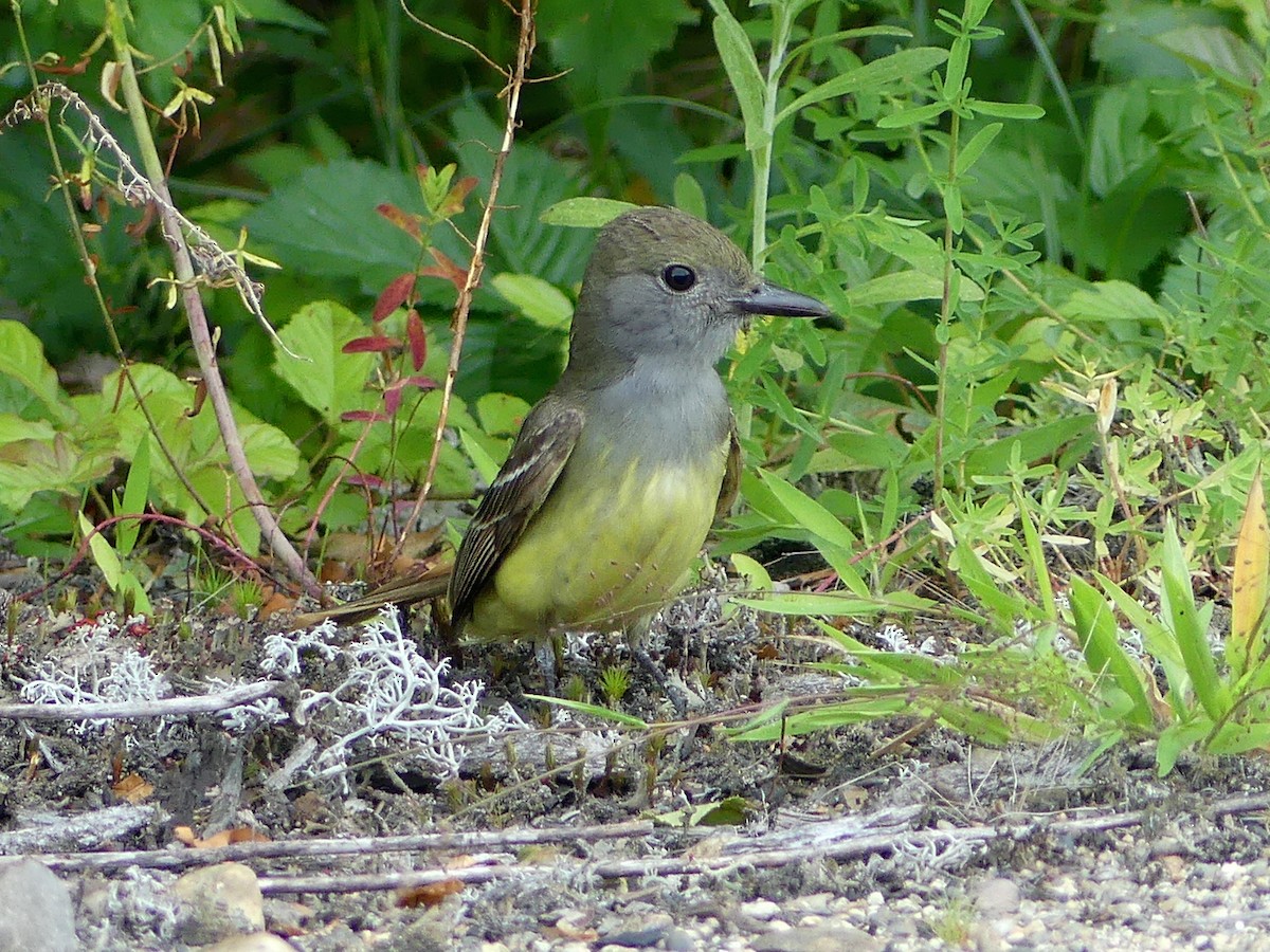 Great Crested Flycatcher - ML463651711