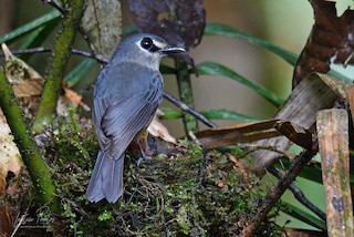  - Mindanao Jungle Flycatcher