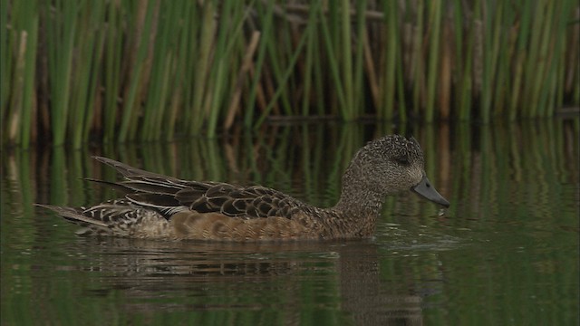  - American Wigeon