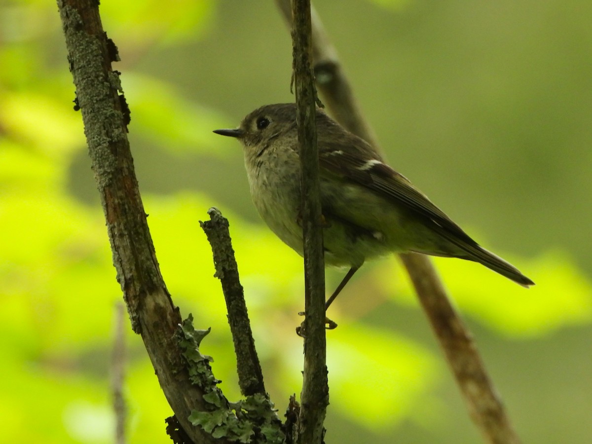Ruby-crowned Kinglet - Kimberly Berry