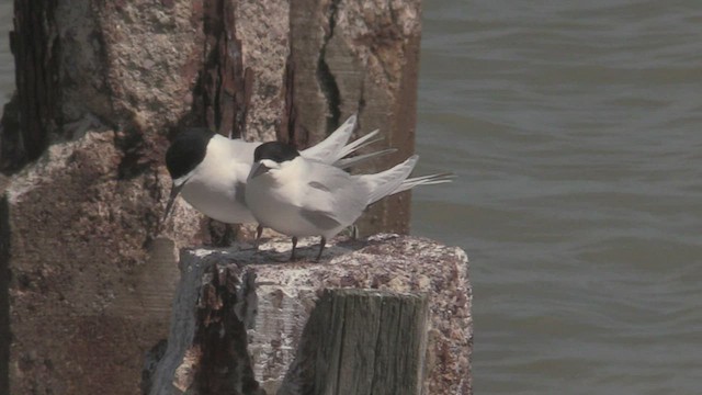 White-fronted Tern - ML463664631