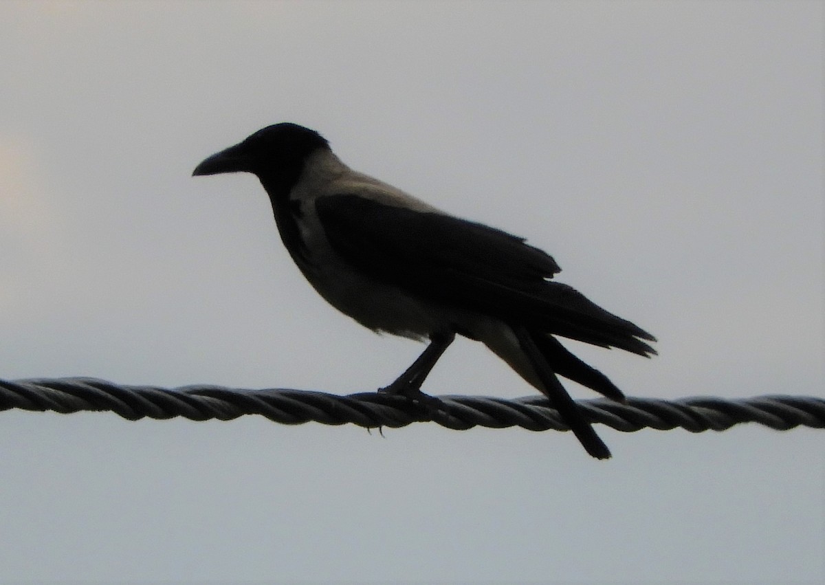 Hooded Crow - ML463665191