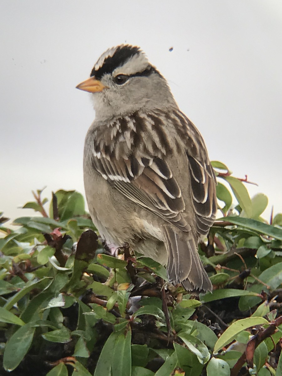 White-crowned Sparrow - Bill Pelletier