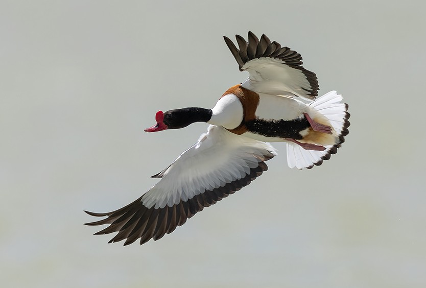 Common Shelduck - Bird Mongolia