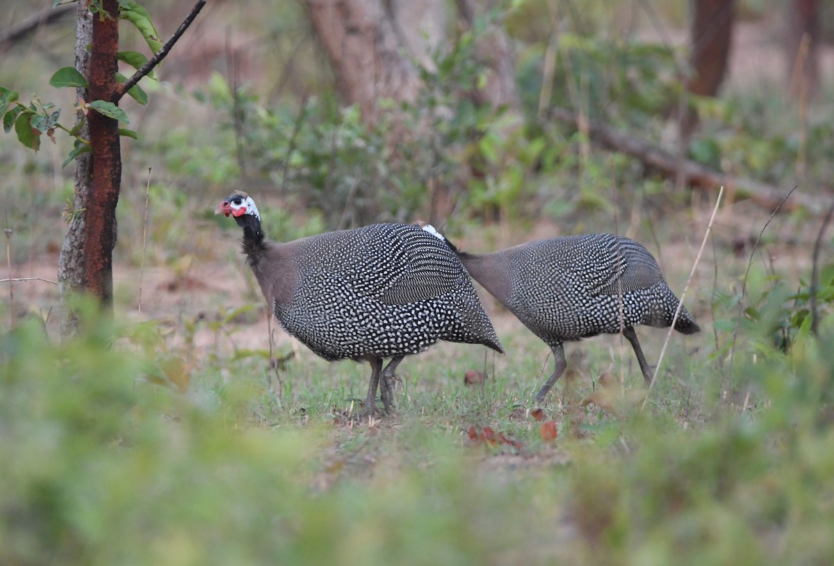 Helmeted Guineafowl (West African) - ML463673251