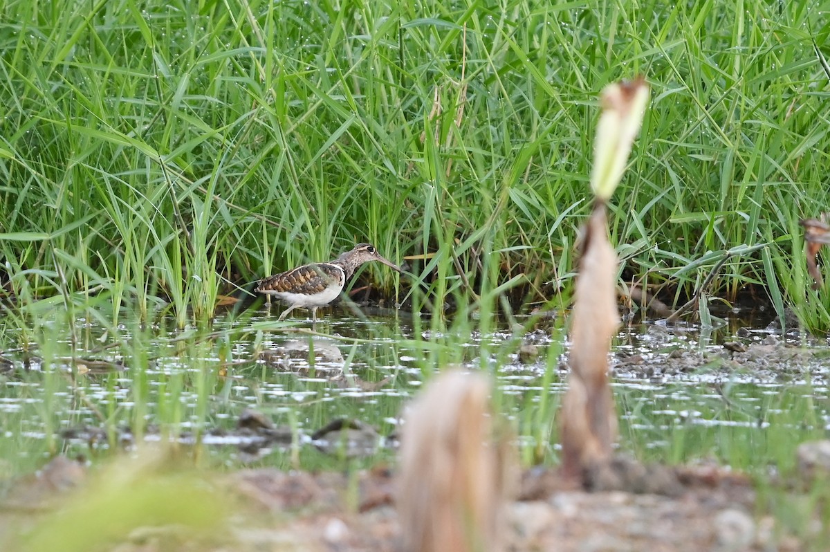 Greater Painted-Snipe - ML463679751