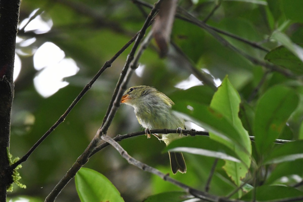 Philippine Leaf Warbler - ML463681781