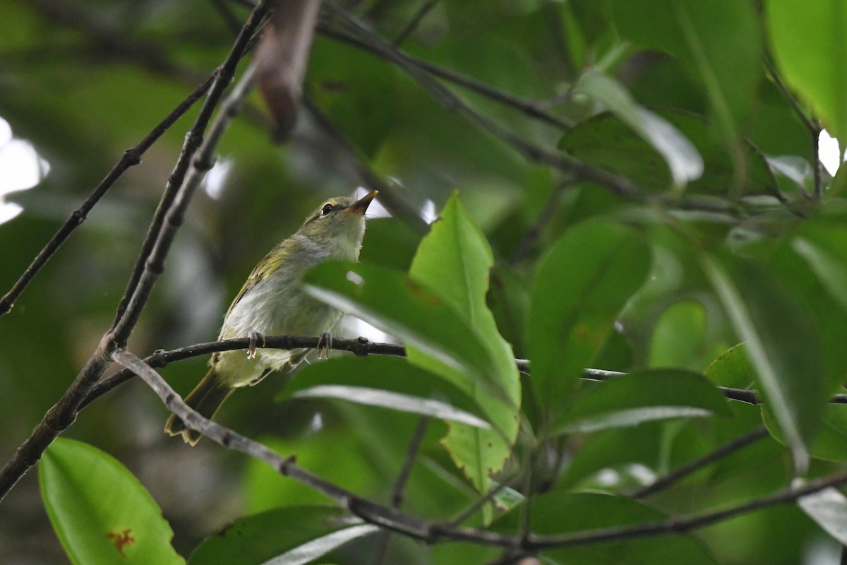 Philippine Leaf Warbler - ML463681791
