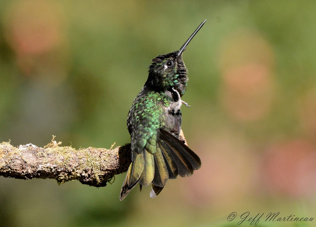 Talamanca Hummingbird - ML46368231