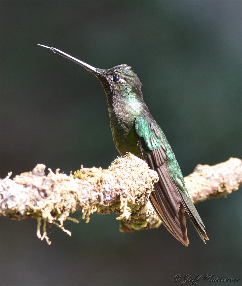 Talamanca Hummingbird - Jeff Martineau