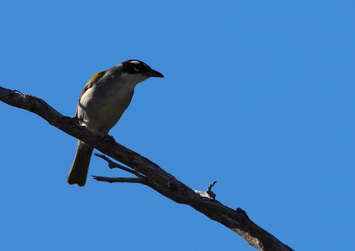Black-crowned Palm-Tanager - ML463683431