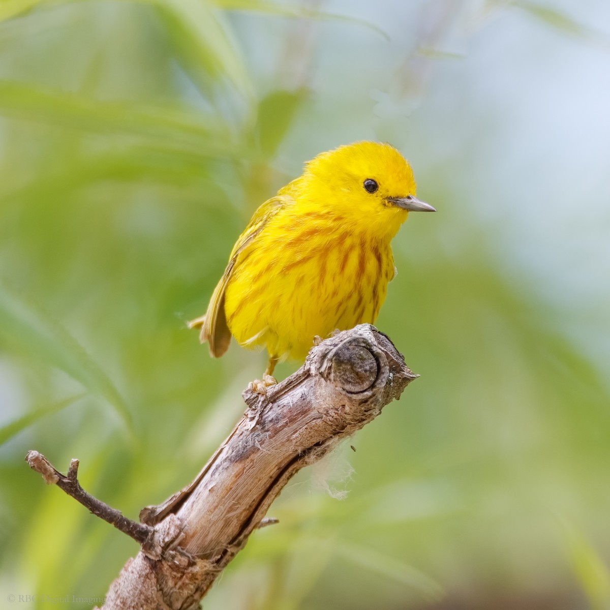 Yellow Warbler - Roy Chatburn