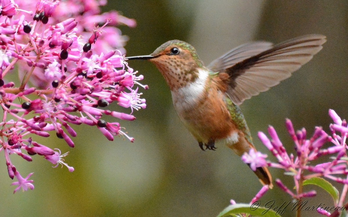 Scintillant Hummingbird - ML46368481
