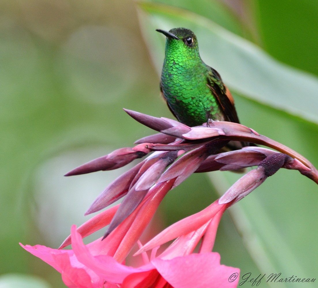 Rufous-tailed Hummingbird - Jeff Martineau
