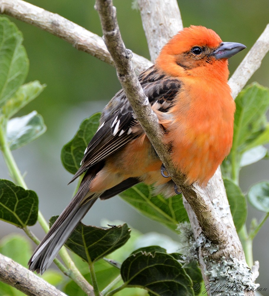 Flame-colored Tanager - ML46369261