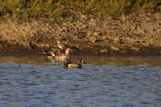 Blue-winged Teal, ML463693781