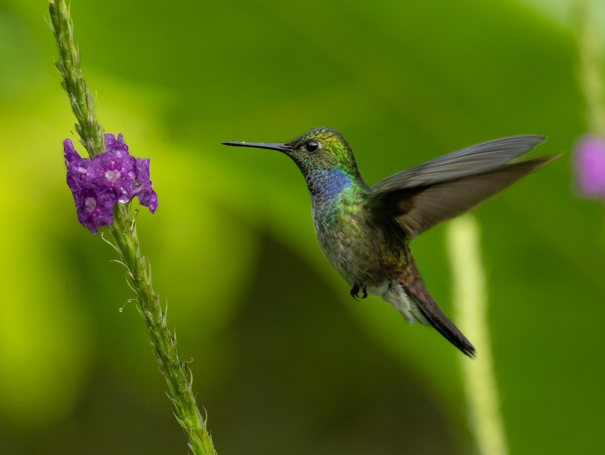 kolibřík modroprsý - ML463697981