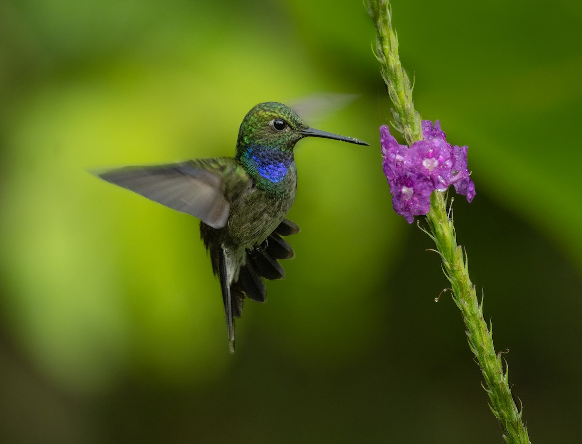 Blue-chested Hummingbird - Alex Luna