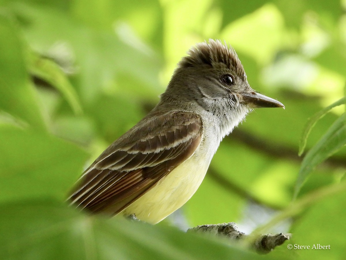 Great Crested Flycatcher - ML463700011