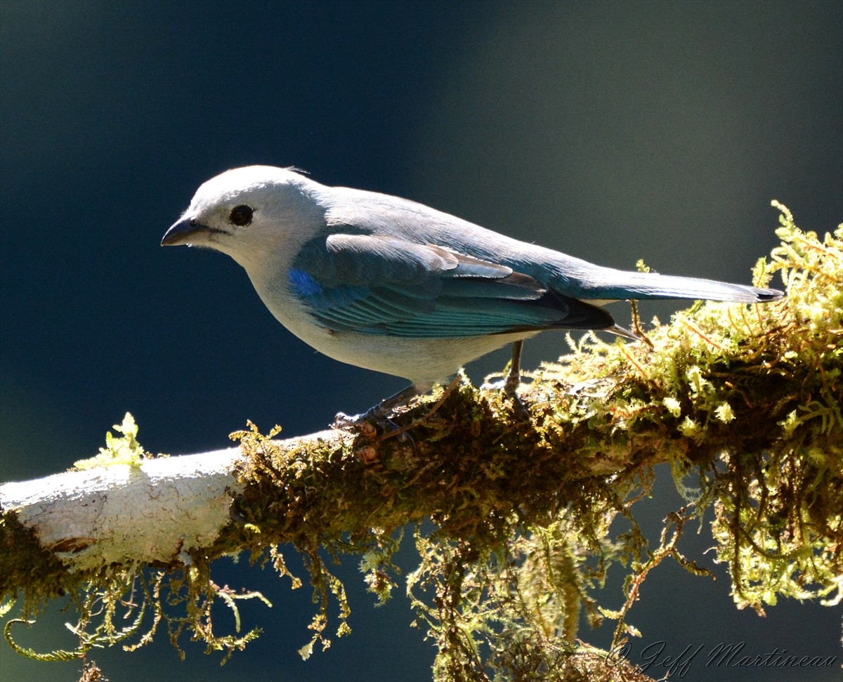 Blue-gray Tanager - ML46370021