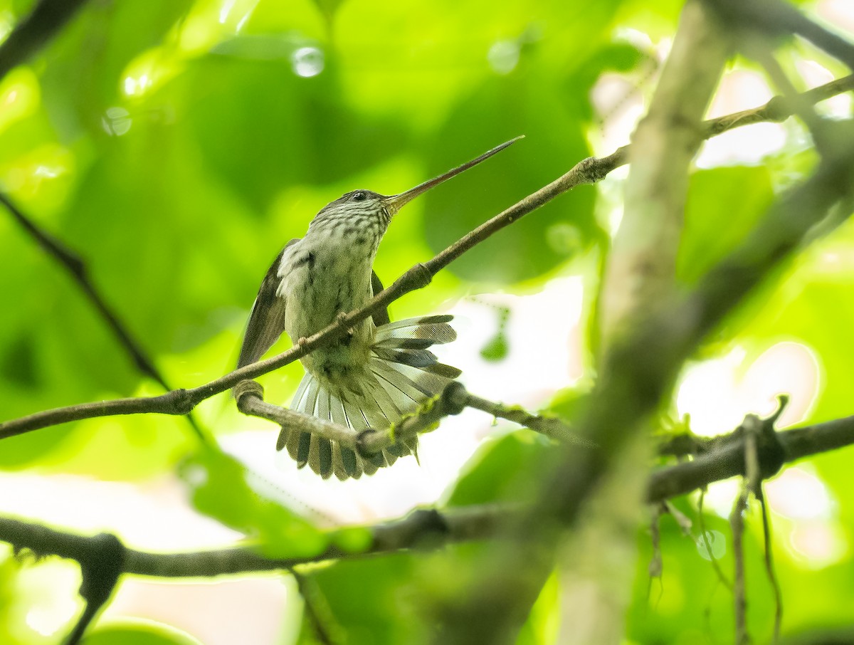 Tooth-billed Hummingbird - Alex Luna