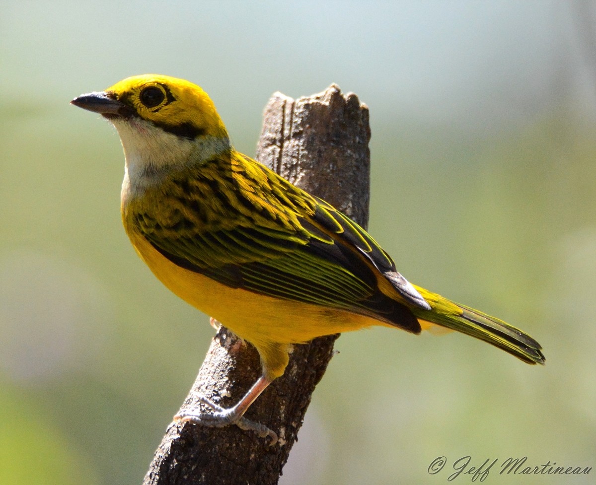 Silver-throated Tanager - Jeff Martineau