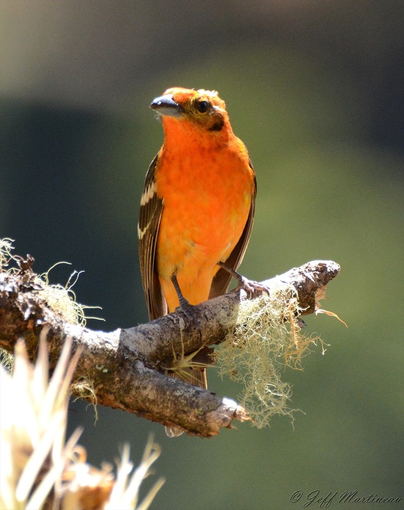 Flame-colored Tanager - ML46370131