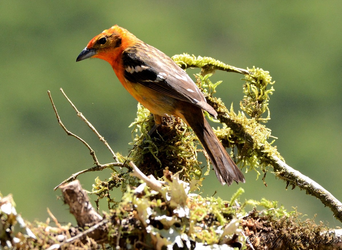 Flame-colored Tanager - ML46370141