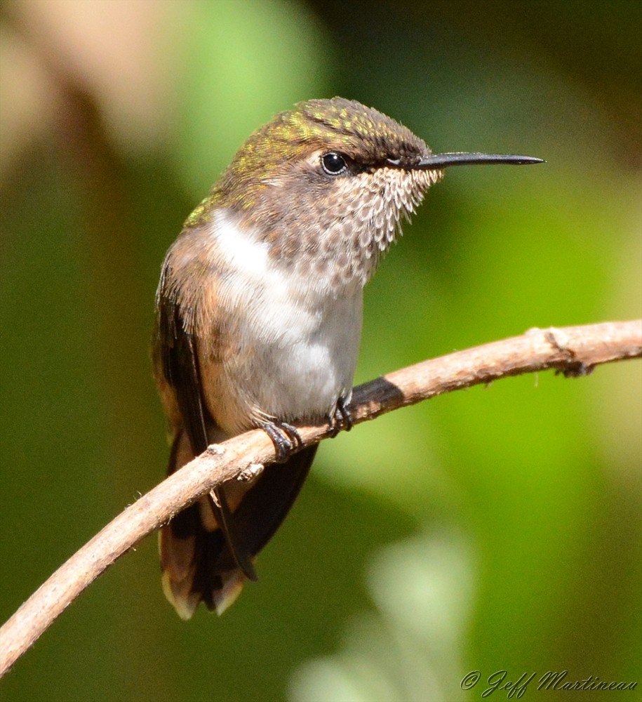Scintillant Hummingbird - ML46370281