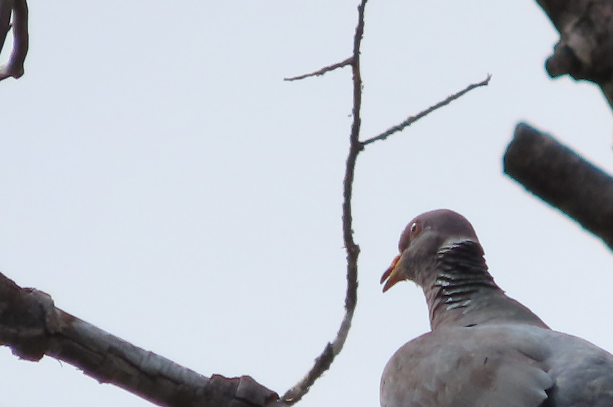 Band-tailed Pigeon - Susan Benedict