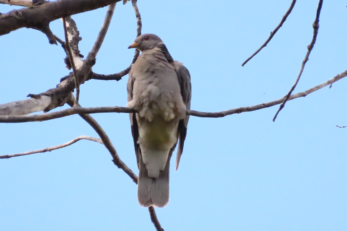 Band-tailed Pigeon - ML463702951