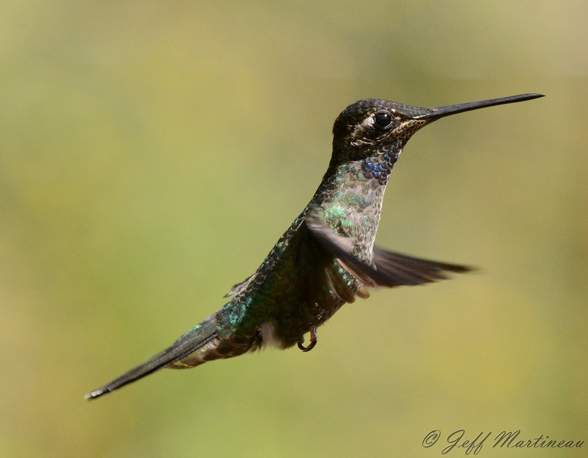 Talamanca Hummingbird - ML46370361