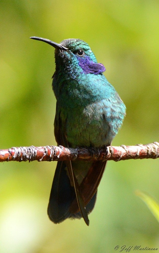 kolibřík modrouchý - ML46370431