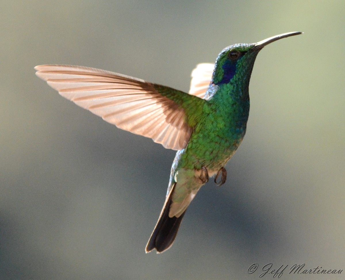 kolibřík modrouchý - ML46370501