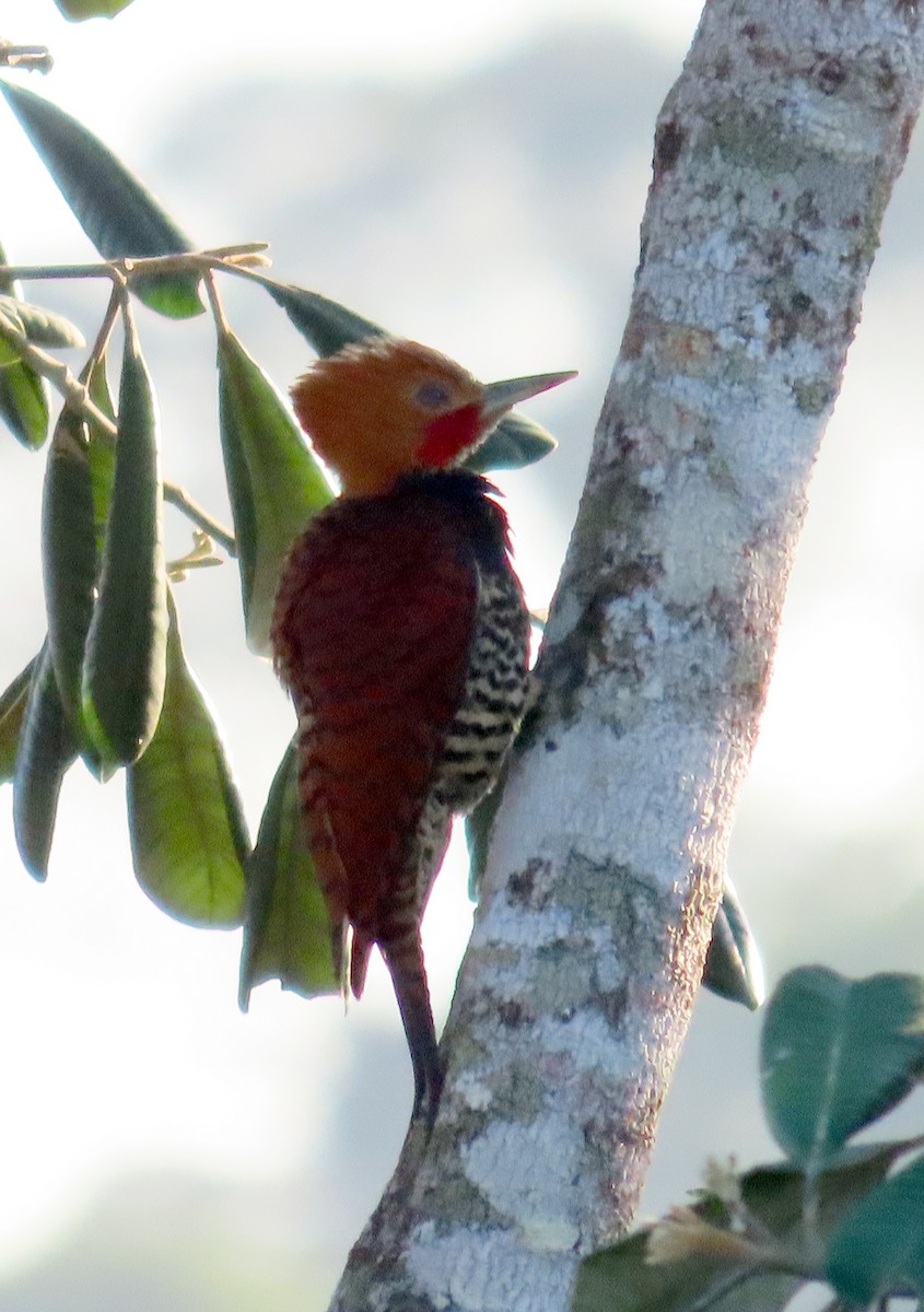 Ringed Woodpecker (Amazonian Black-breasted) - ML463708301