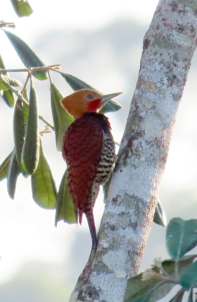 Ringed Woodpecker (Amazonian Black-breasted) - ML463708721