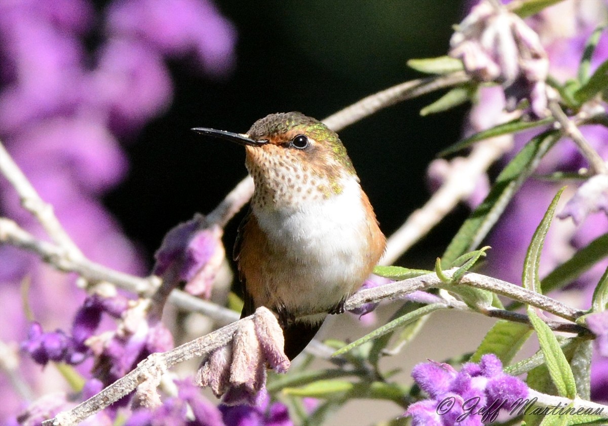 Scintillant Hummingbird - Jeff Martineau