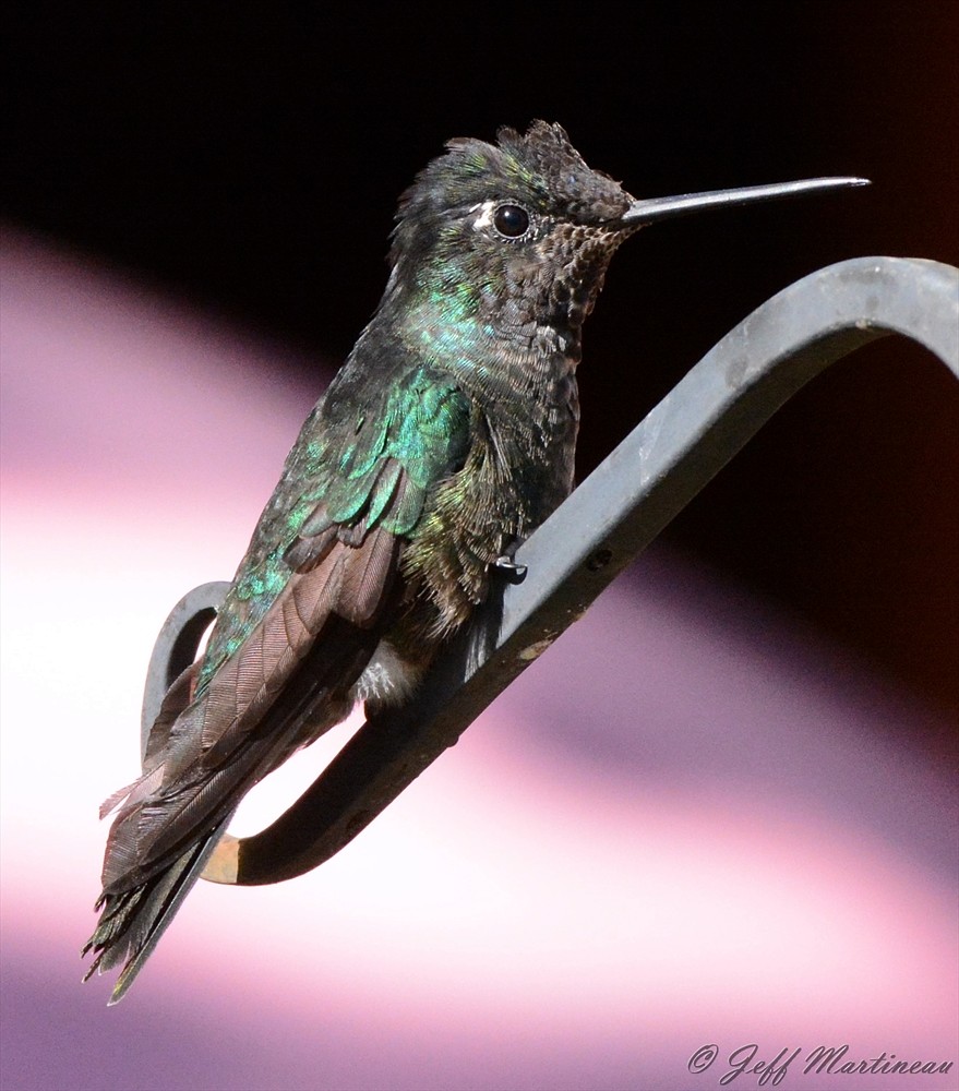 Talamanca Hummingbird - ML46370981