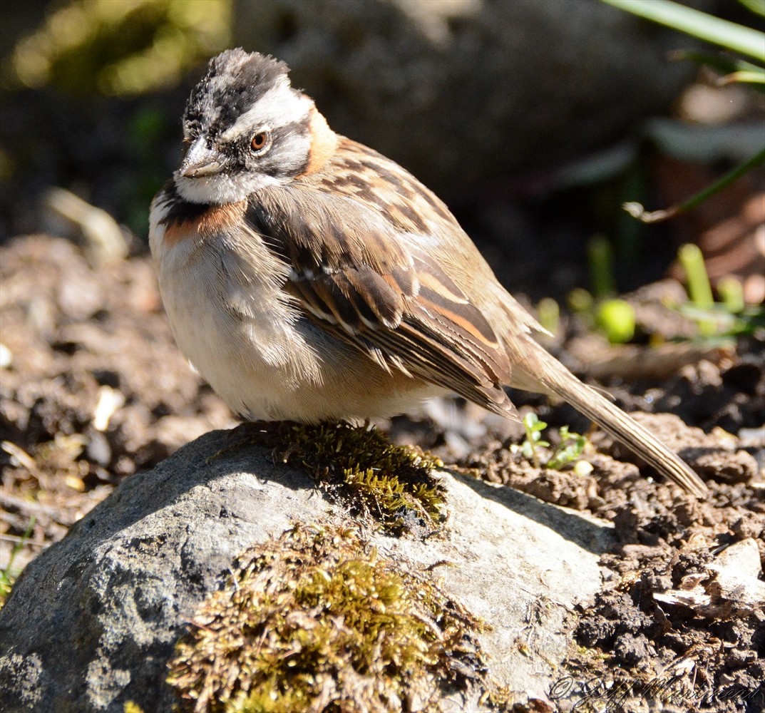 Rufous-collared Sparrow - ML46371231
