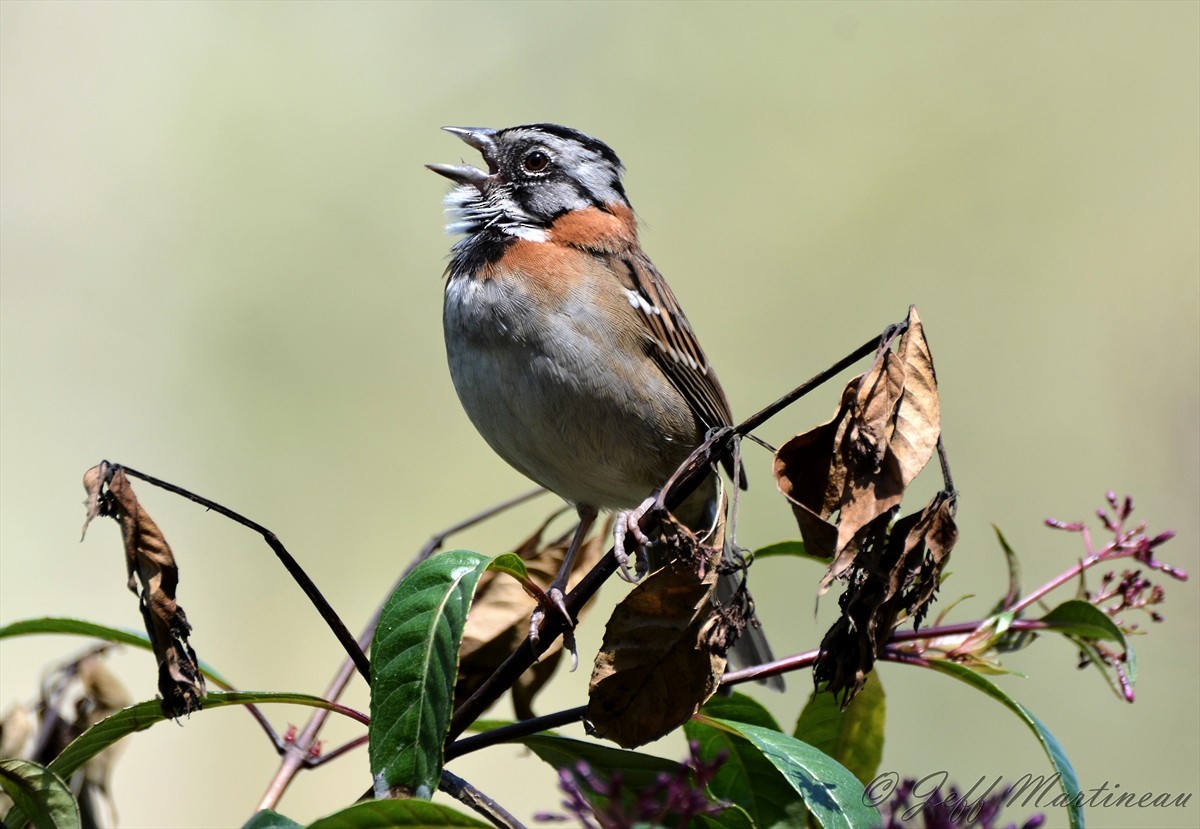 Rufous-collared Sparrow - ML46371241