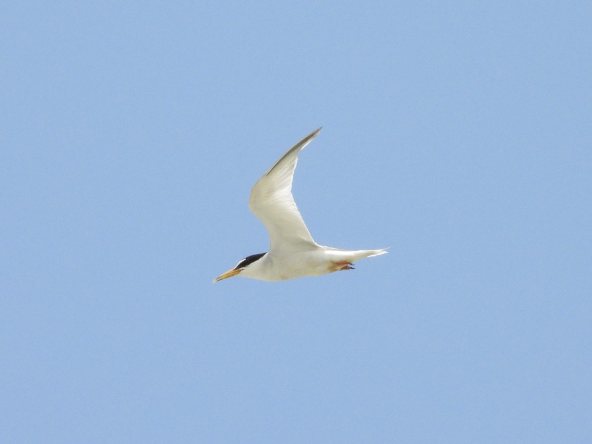 Little Tern - 白 杨