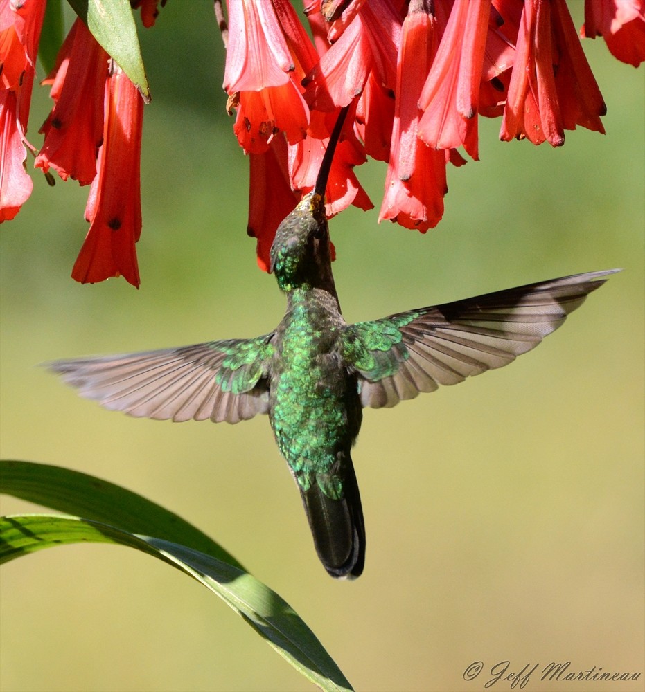 Talamanca Hummingbird - ML46371291