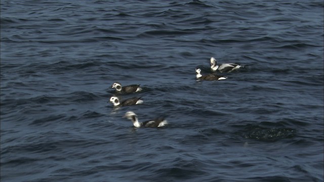 Long-tailed Duck - ML463715