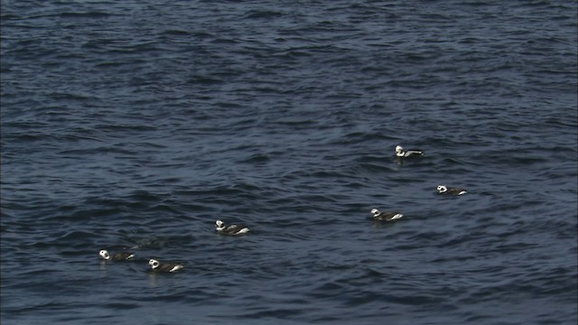 Long-tailed Duck - ML463716